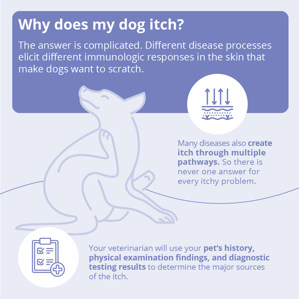 MiconaHex+Triz Shampoo, 8 oz